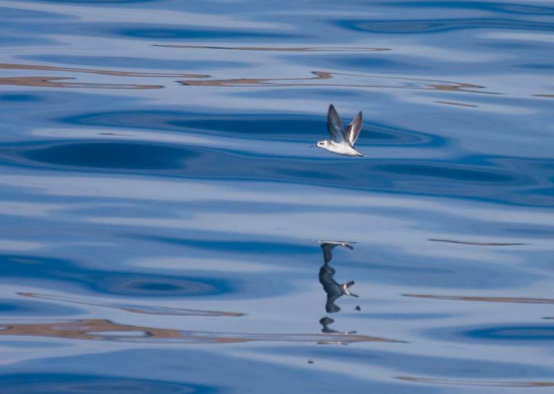 Red-Necked Phalarope In Flight Reflected On Ocean Surface